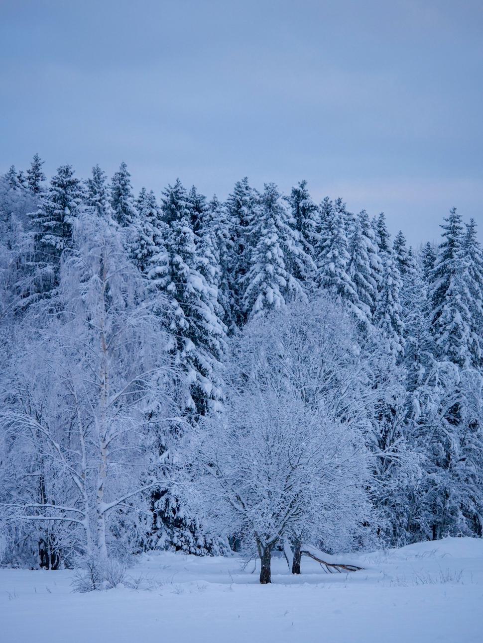Free Image of Snow-covered forest in the quiet of winter 