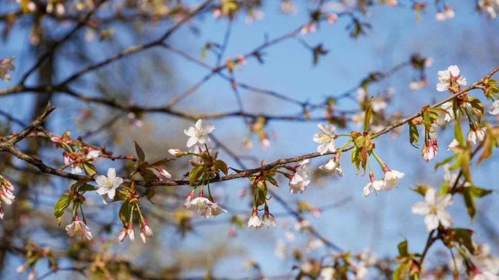Free Image of Delicate cherry blossoms on a branch 