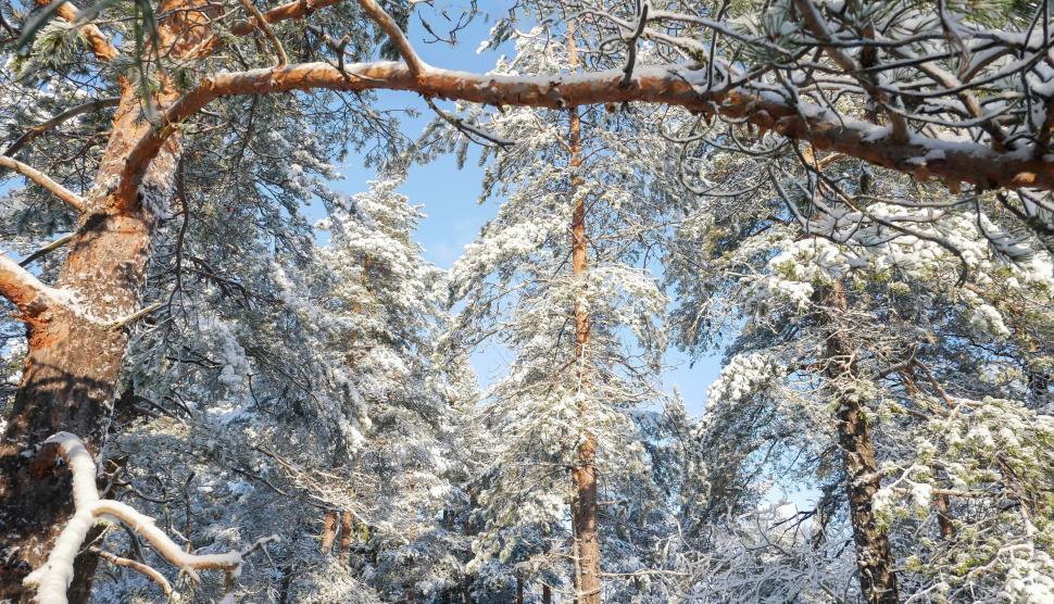 Free Image of Snow-covered pine trees under blue sky 