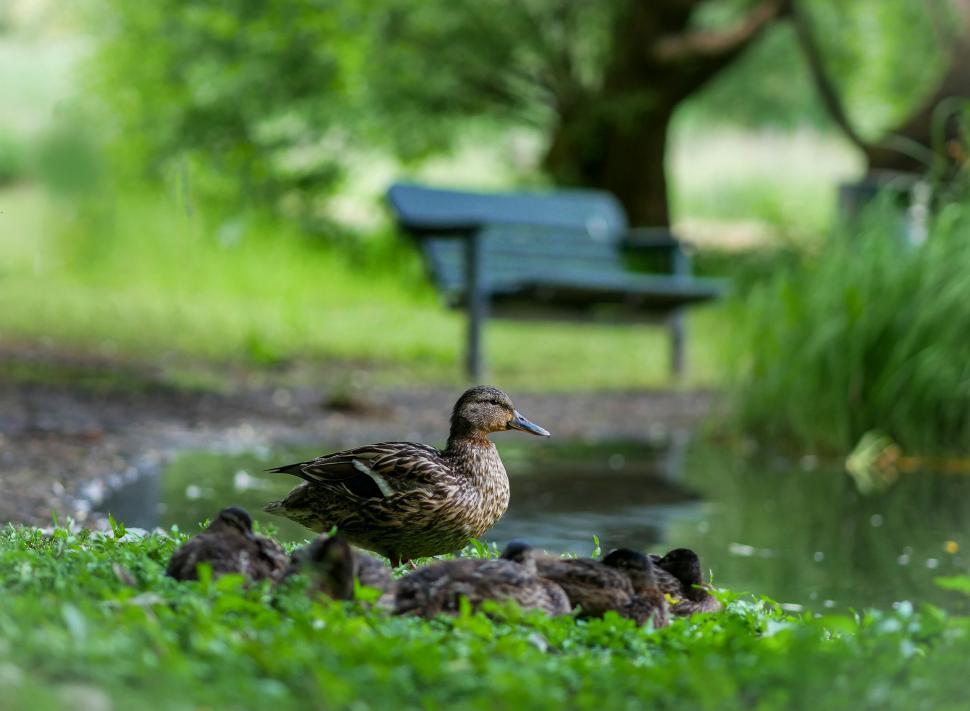 Free Image of Mother duck with ducklings by the pond 