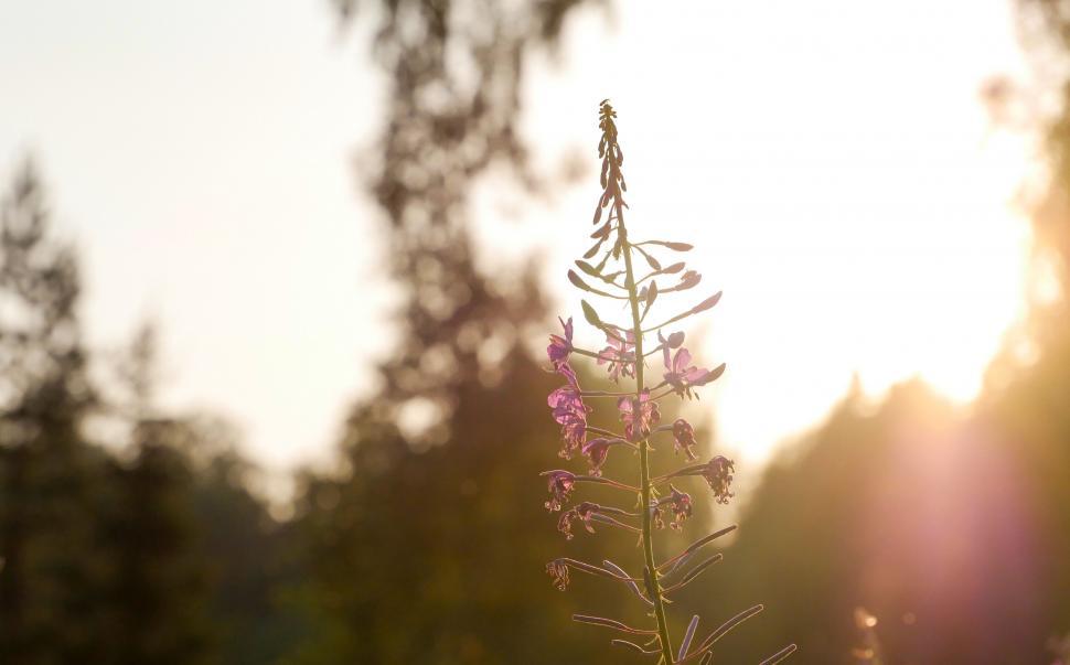 Free Image of Wildflower silhouette against sunset sky 