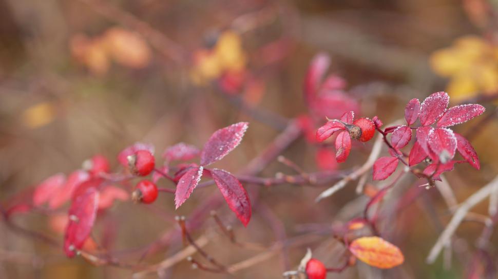 Free Image of Dew on red berries and autumn leaves 