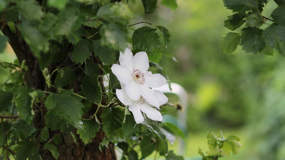 Free Image of Blossoming white flower on green vines 