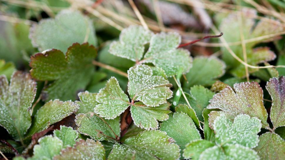 Free Image of Frosty Leaves Close-Up in Winter 