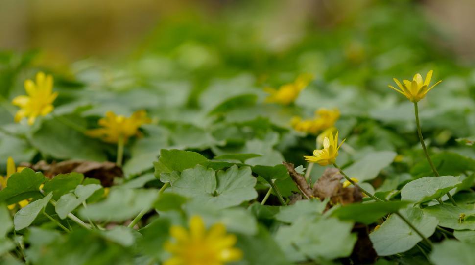 Free Image of Yellow Wildflowers among Green Leaves 