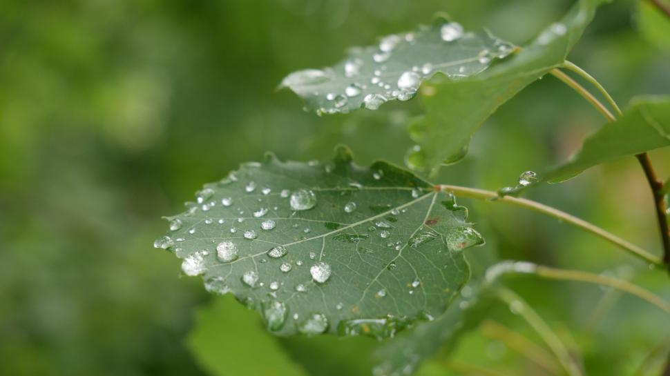 Free Image of Dewdrops on green leaf close-up 