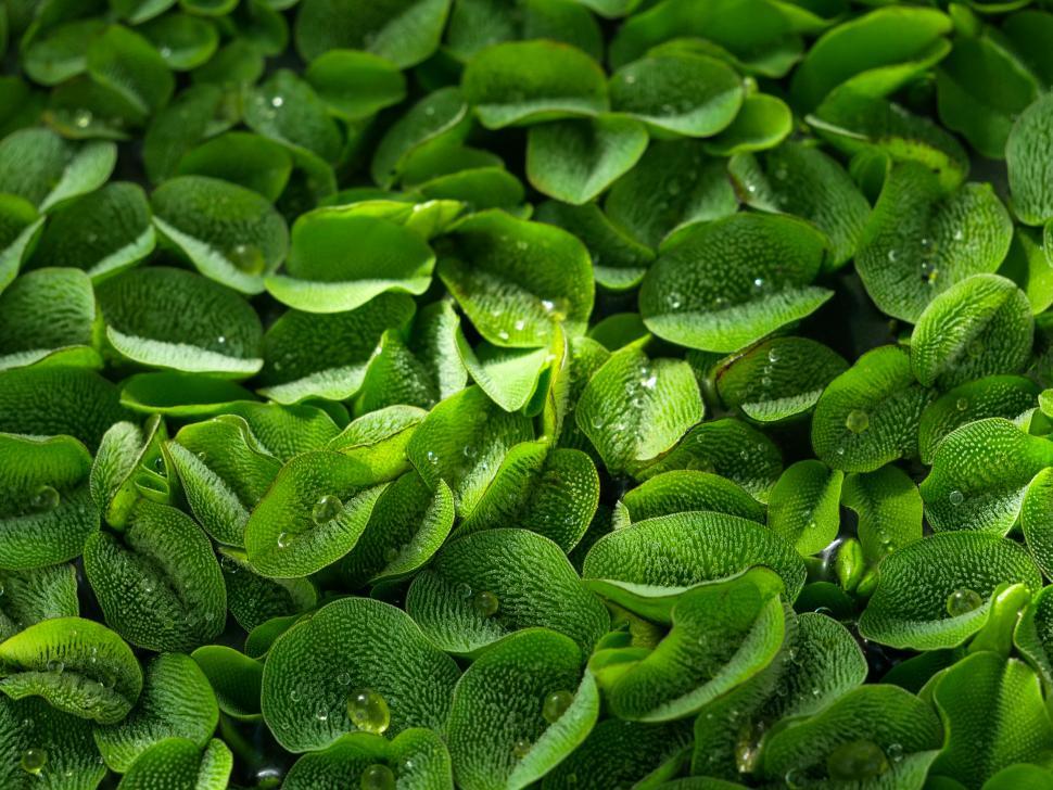 Free Image of Dense floating green aquatic plants 