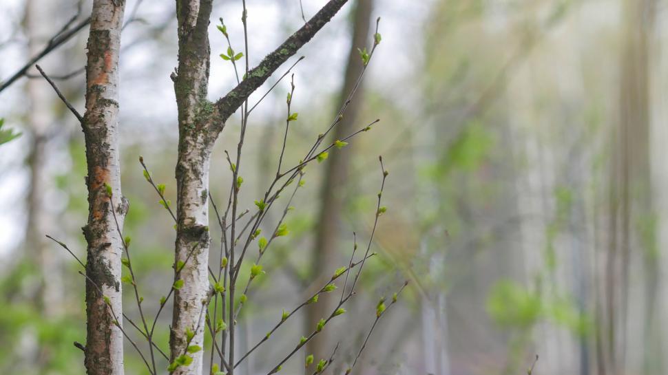Free Image of Fresh spring buds on delicate tree branches 
