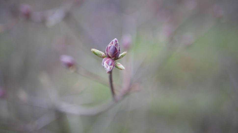 Free Image of Bud of lilac about to bloom in spring time 