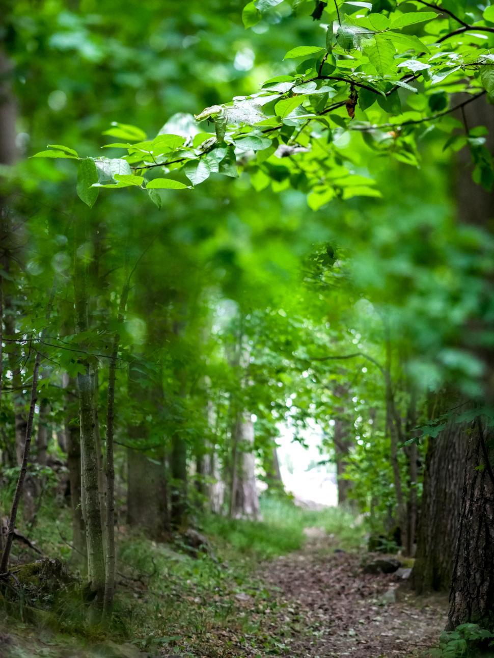 Free Image of Woodland path lined by fresh green foliage 