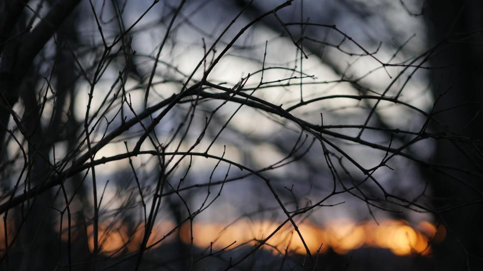 Free Image of Intricate twig silhouette against a dusky sky 