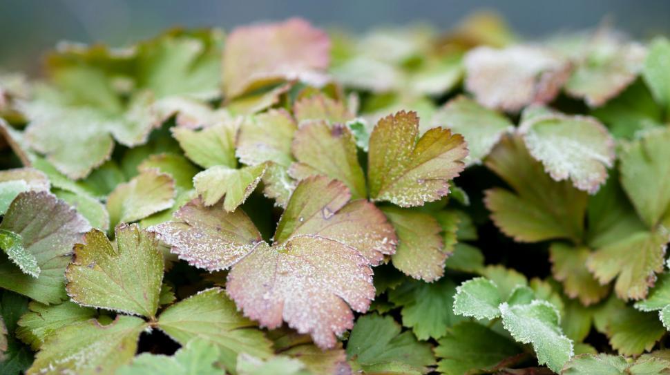 Free Image of Frost kissed leaves of strawberry in morning 