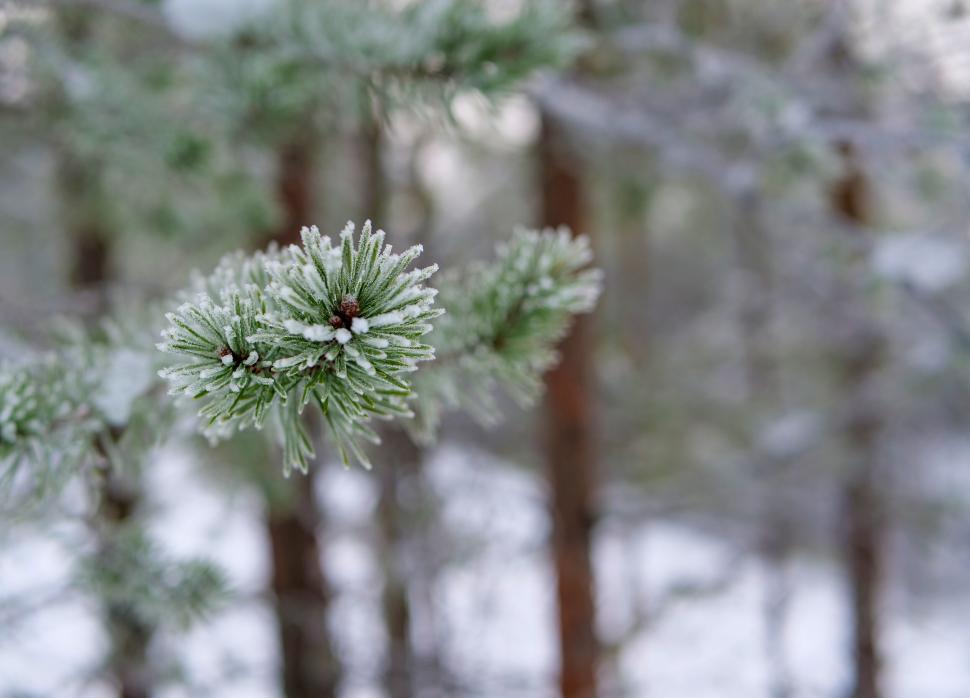 Free Image of Snow-laden evergreen tree branches in forest 