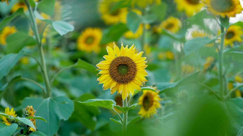 Free Image of Bright sunflower among green leaves 