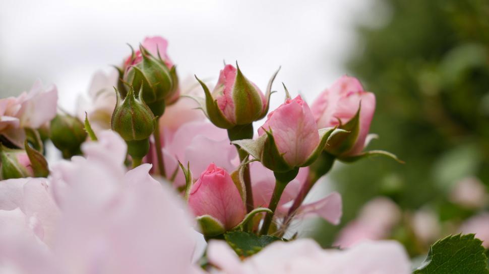 Free Image of Close-up of budding pink roses 