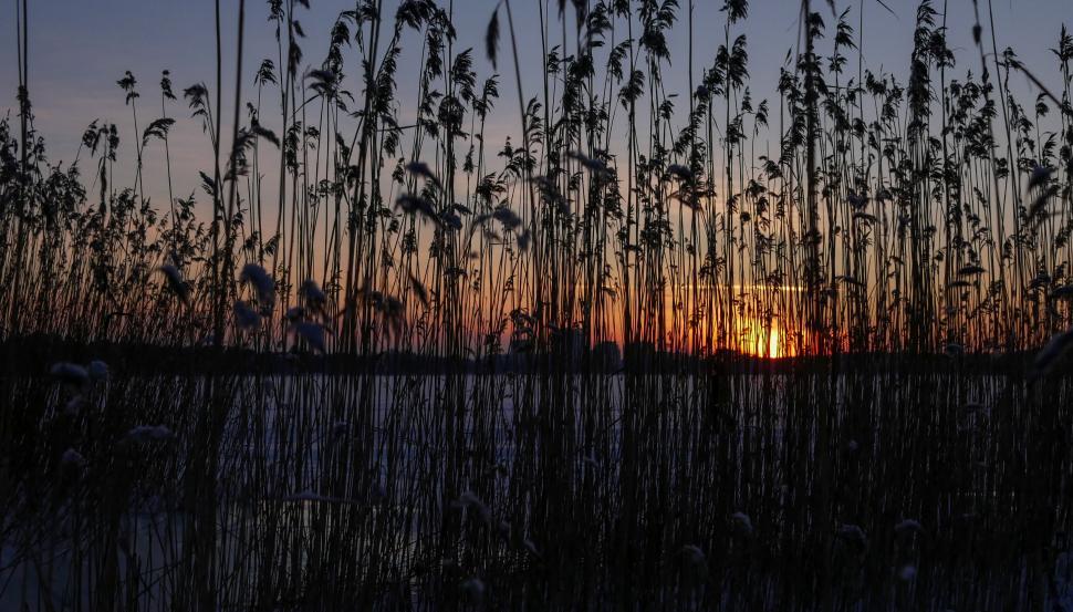 Free Image of Silhouettes at sunset by the reeds 