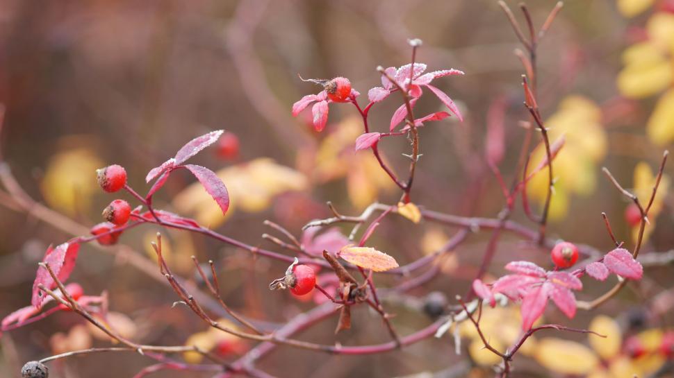 Free Image of Autumn berries on branches with red leaves 