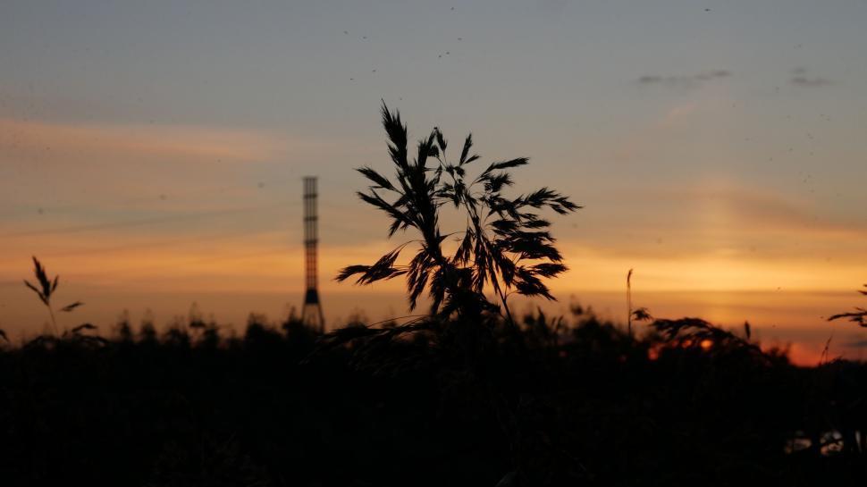 Free Image of Silhouette of plants against sunset skyline 