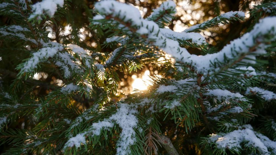 Free Image of Pine branch covered in fresh snow 
