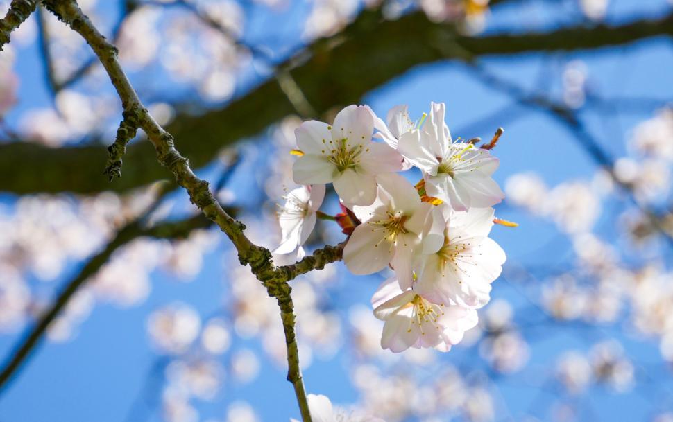 Free Image of Cherry blossoms against a blue sky 