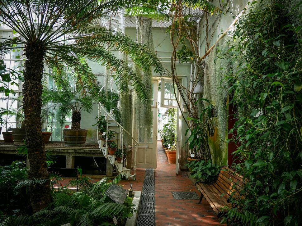 Free Image of Lush greenhouse interior with tropical plants 
