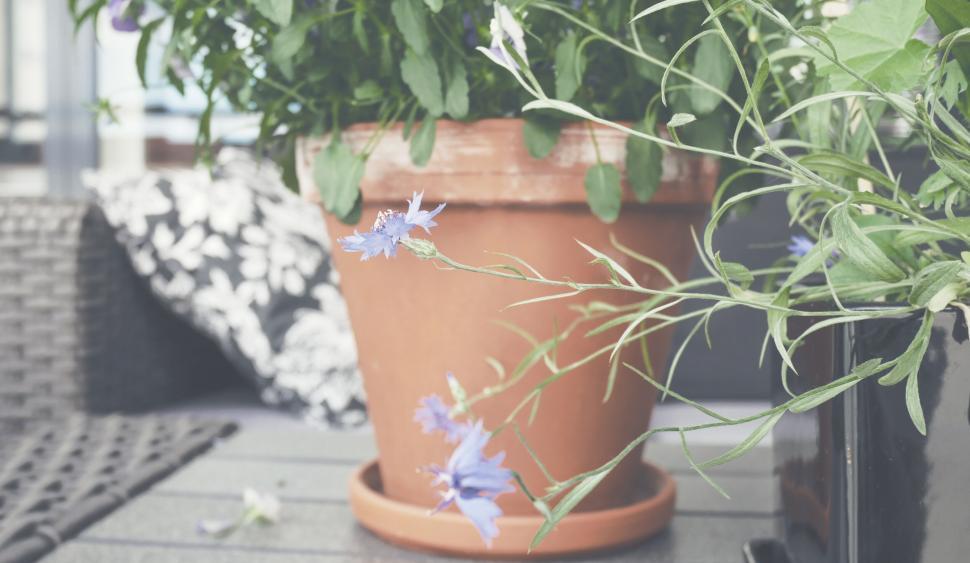 Free Image of Potted plant with delicate purple flowers 