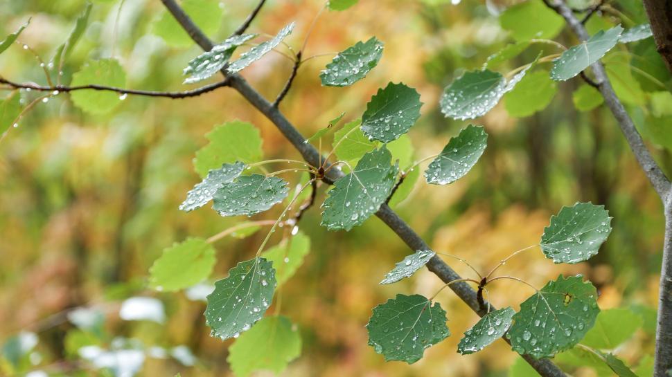 Free Image of Raindrops on vibrant green aspen leaves 