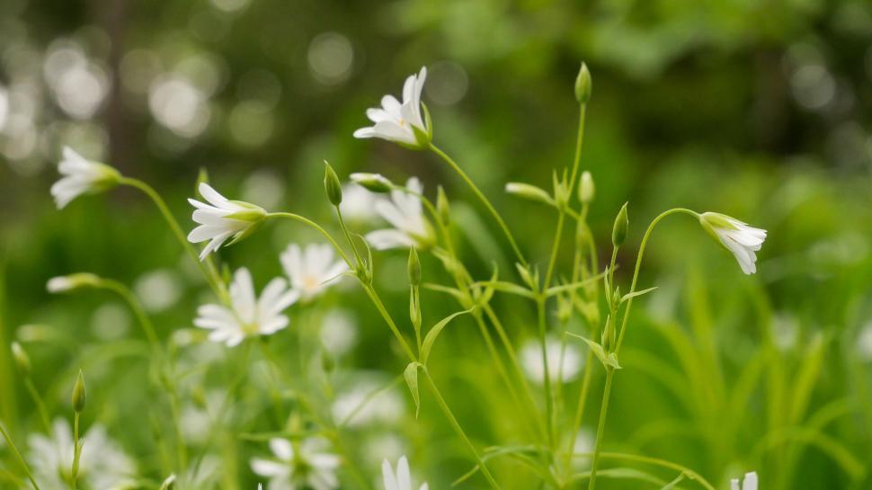 Free Image of White wildflowers on a lush green background 