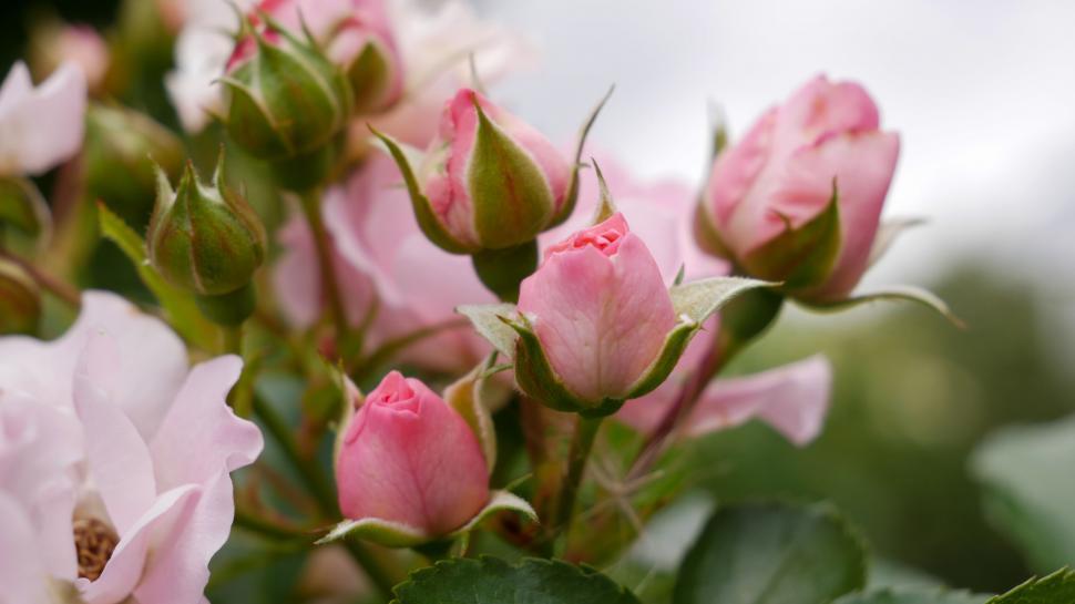 Free Image of Blooming pink roses with soft focus 