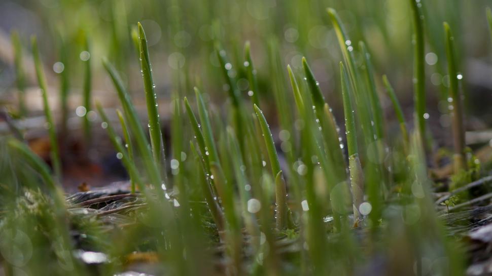 Free Image of Dew on vibrant green grass blades 