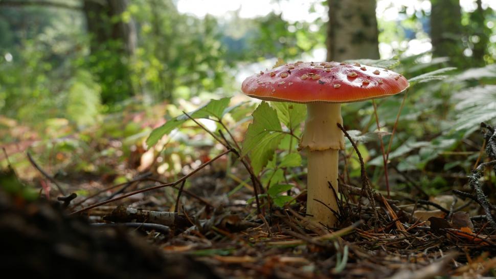Free Image of Vibrant mushroom in a natural forest setting 