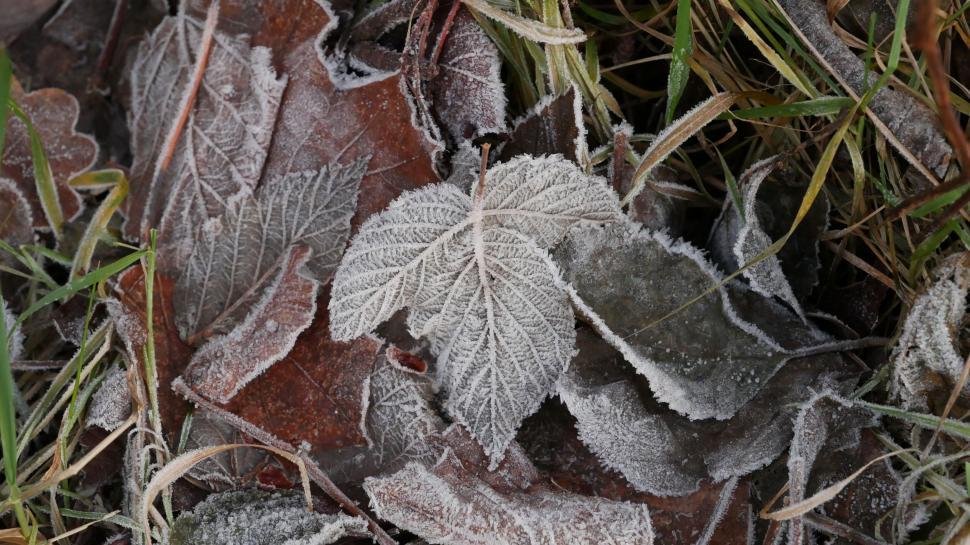 Free Image of Frosted leaves on a cold winter morning 