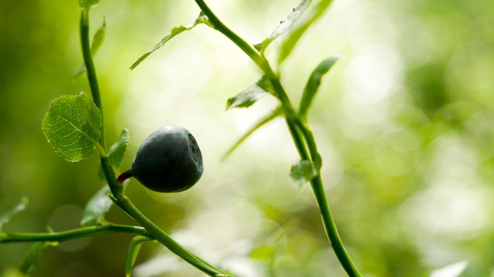 Free Image of Single blueberry on a blurred green background 