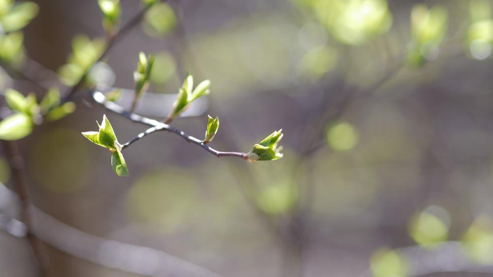 Free Image of Budding branches in soft daylight 
