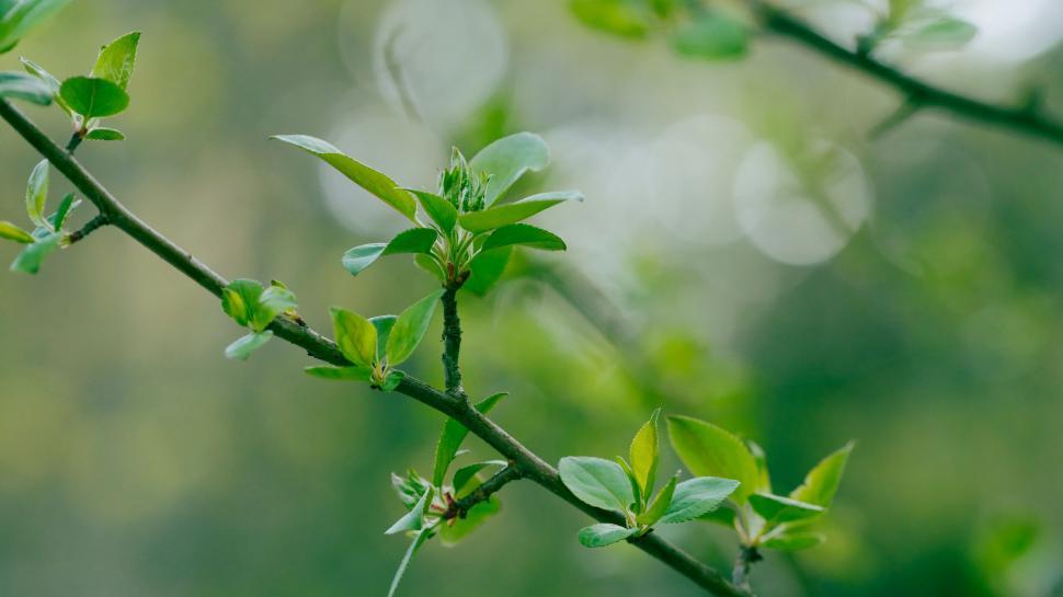 Free Image of Fresh green leaves against a soft focus background 