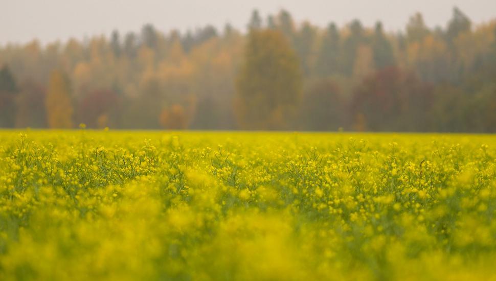 Free Image of Vibrant yellow rapeseed field in autumn 