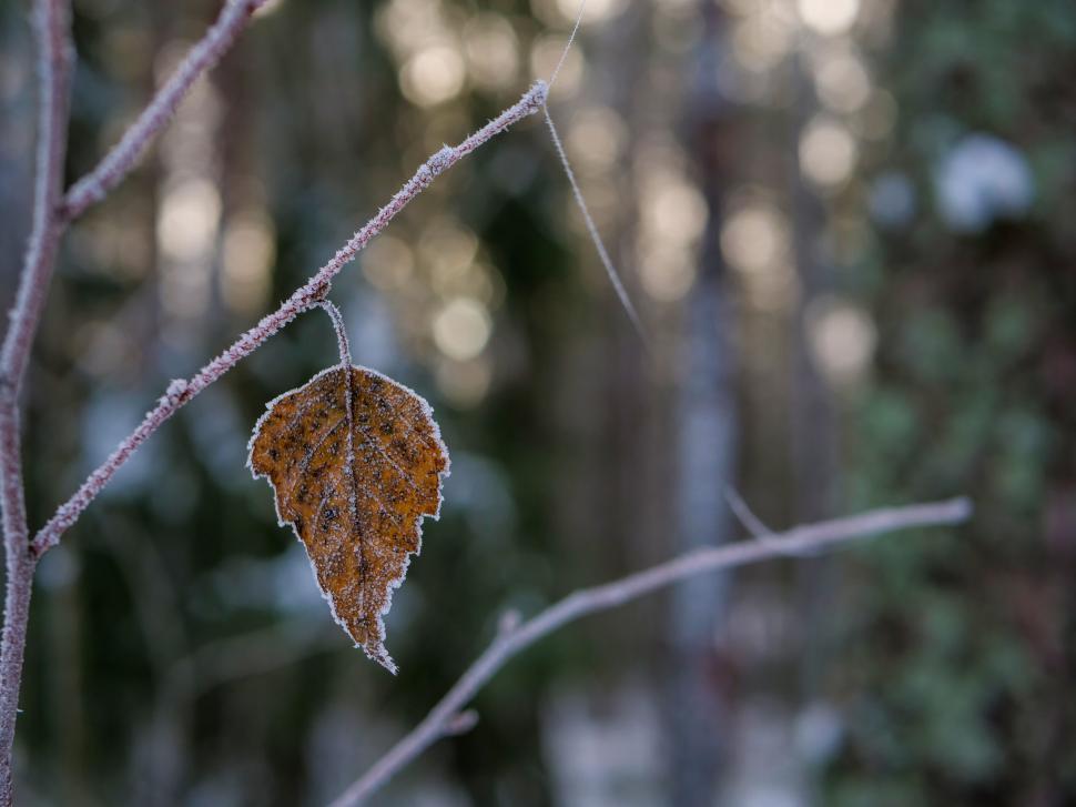 Free Image of Frosted Leaf on a Cold Winter Morning 
