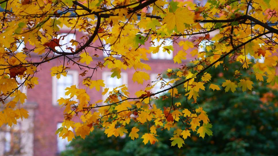 Free Image of Golden Autumn Leaves Against Brick Building 
