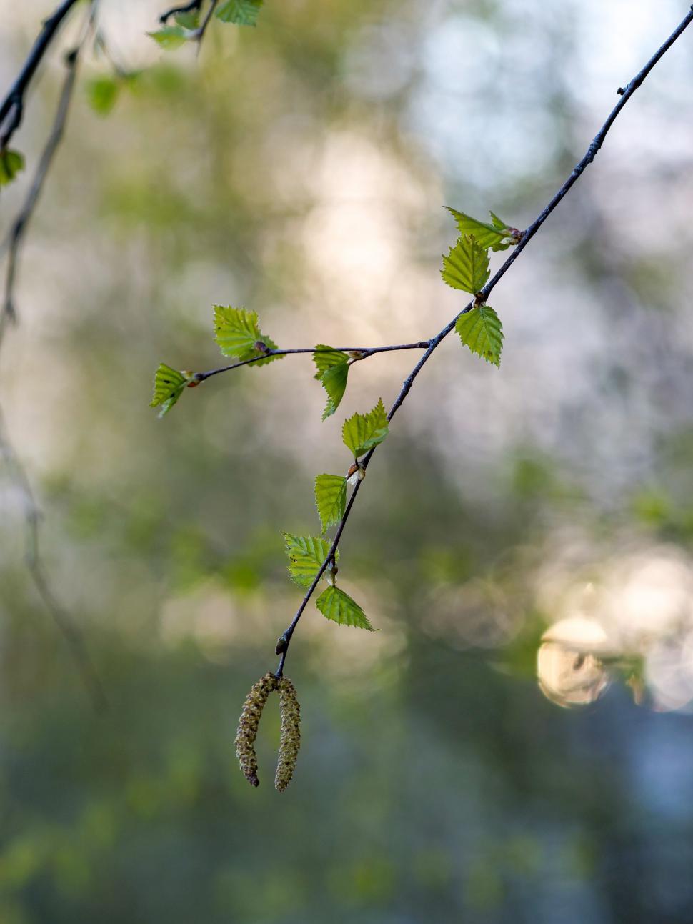 Free Image of Fresh spring leaves and catkin hanging 