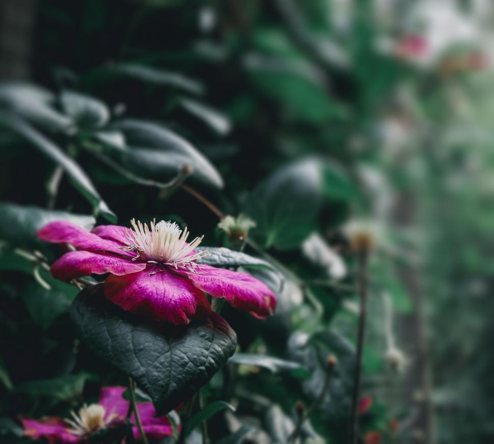 Free Image of Vivid magenta clematis flower in bloom 