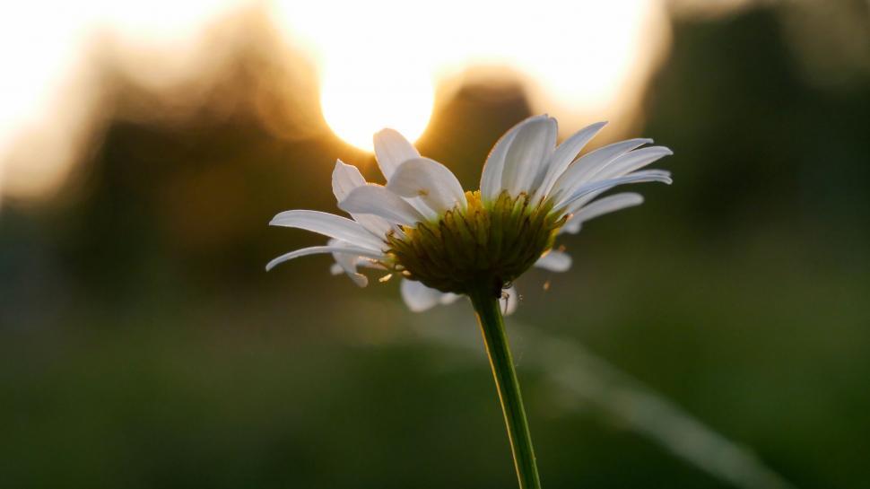 Free Image of Daisy flower against sunset backlight 