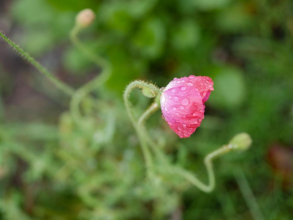 Free Image of Raindrops on a budding pink poppy flower 