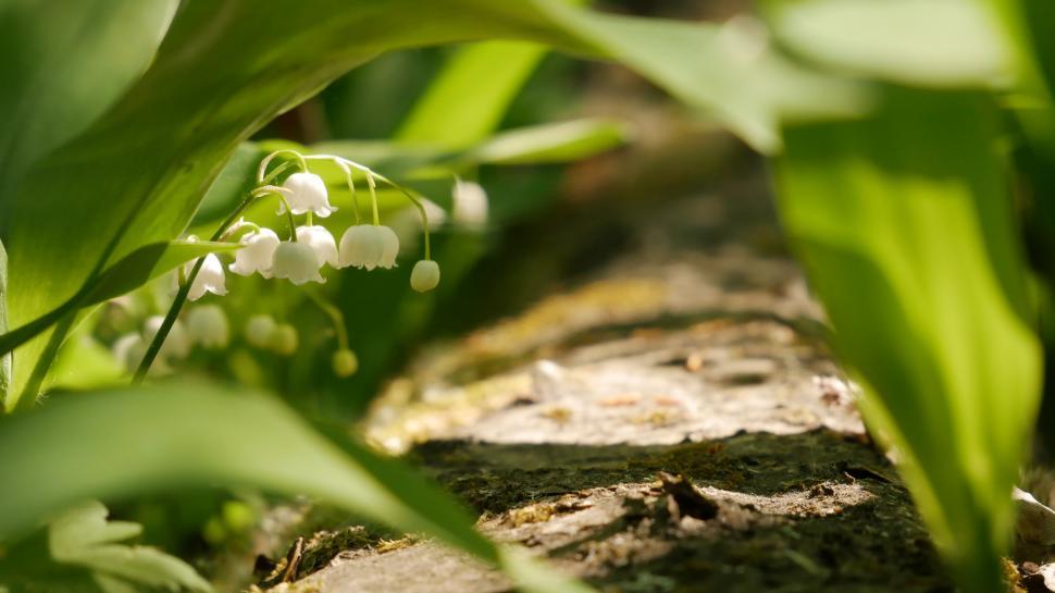 Free Image of Lily of the valley flowers against forest floor 