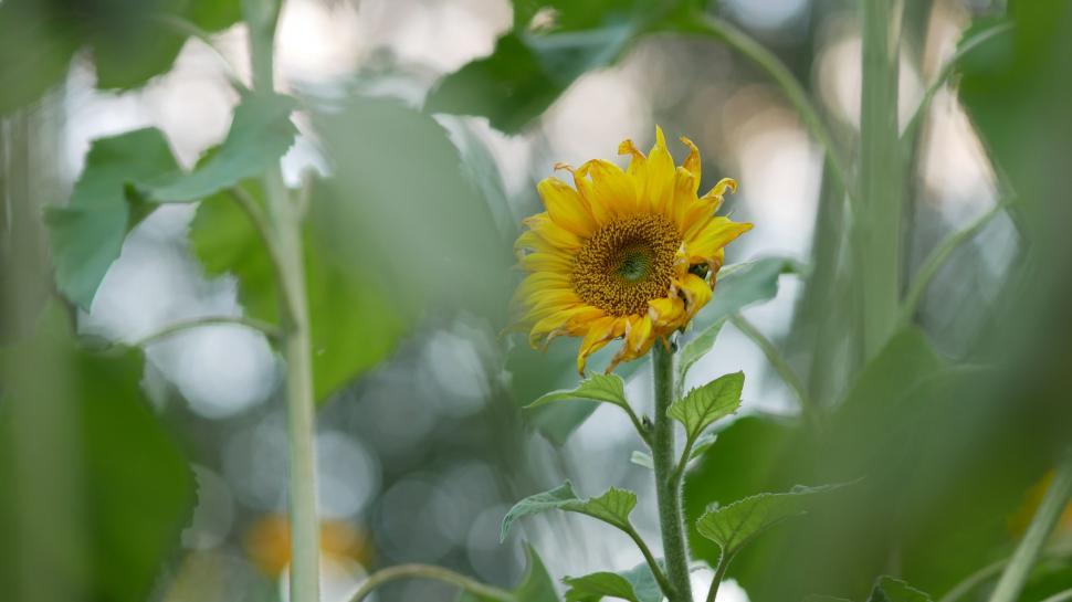 Free Image of Sunflower peeking through green leaves 