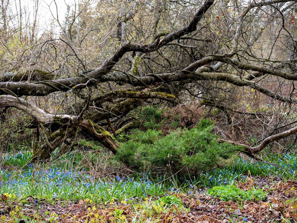 Free Image of Fallen tree amidst undergrowth and blue flowers 