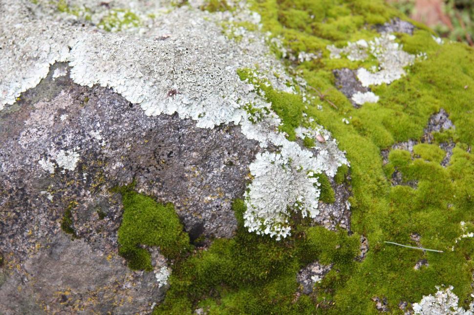 Free Image of Moss and Rock 