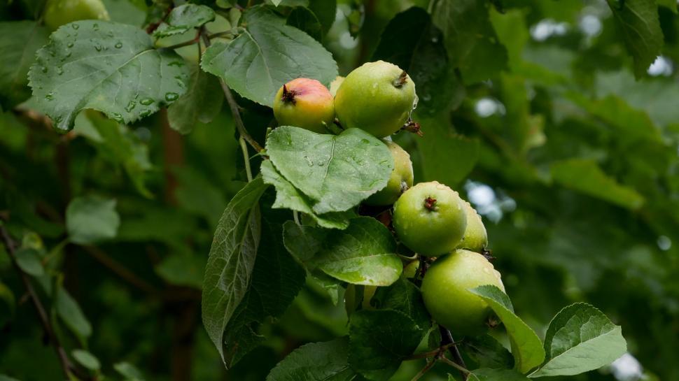 Free Image of Fresh green apples wet with raindrops 