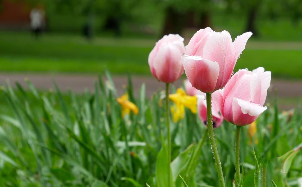Free Image of Pink tulips with water drops on grass 