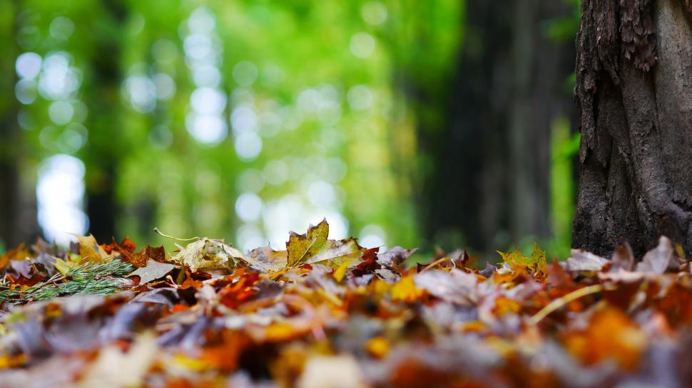 Free Image of Autumn leaves on ground by tree trunk 