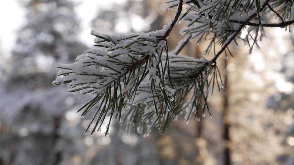 Free Image of Snow-covered pine branch against forest 